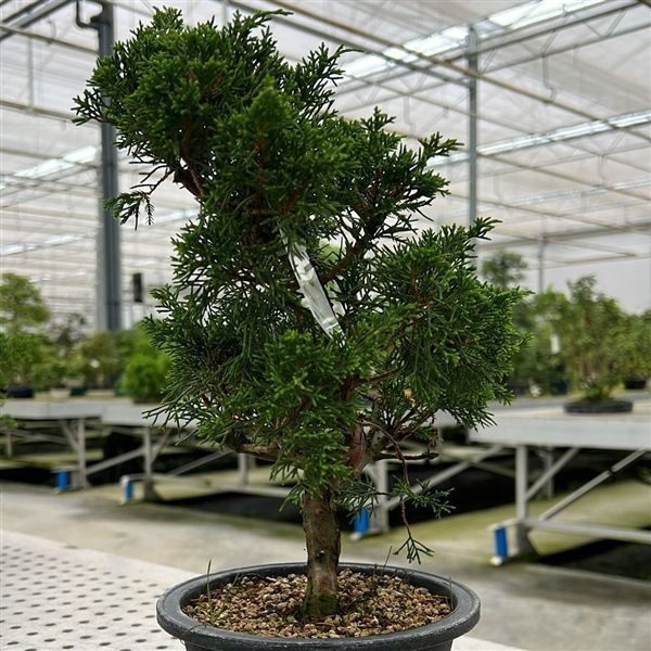 Горшечные цветы и растения оптом Bonsai Juniperus Chinensis, 16 Cm, In Trainingpot от 5шт из Голландии с доставкой по России