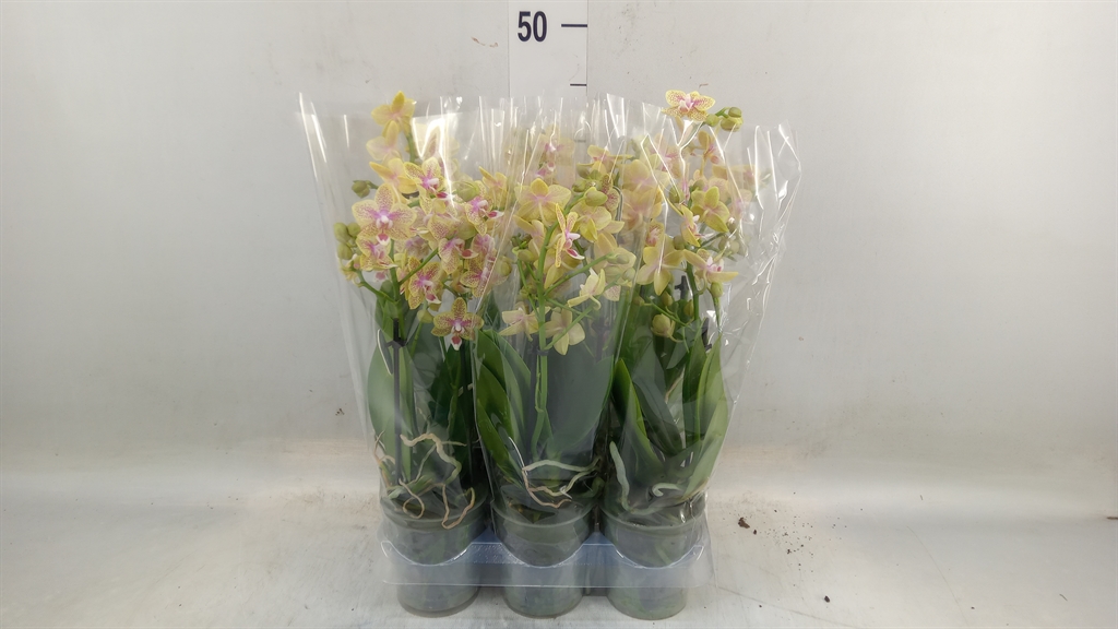 Горшечные цветы и растения оптом Phalaenopsis Multi.   ...yellow от 6шт (для телеги) из Голландии с доставкой по России