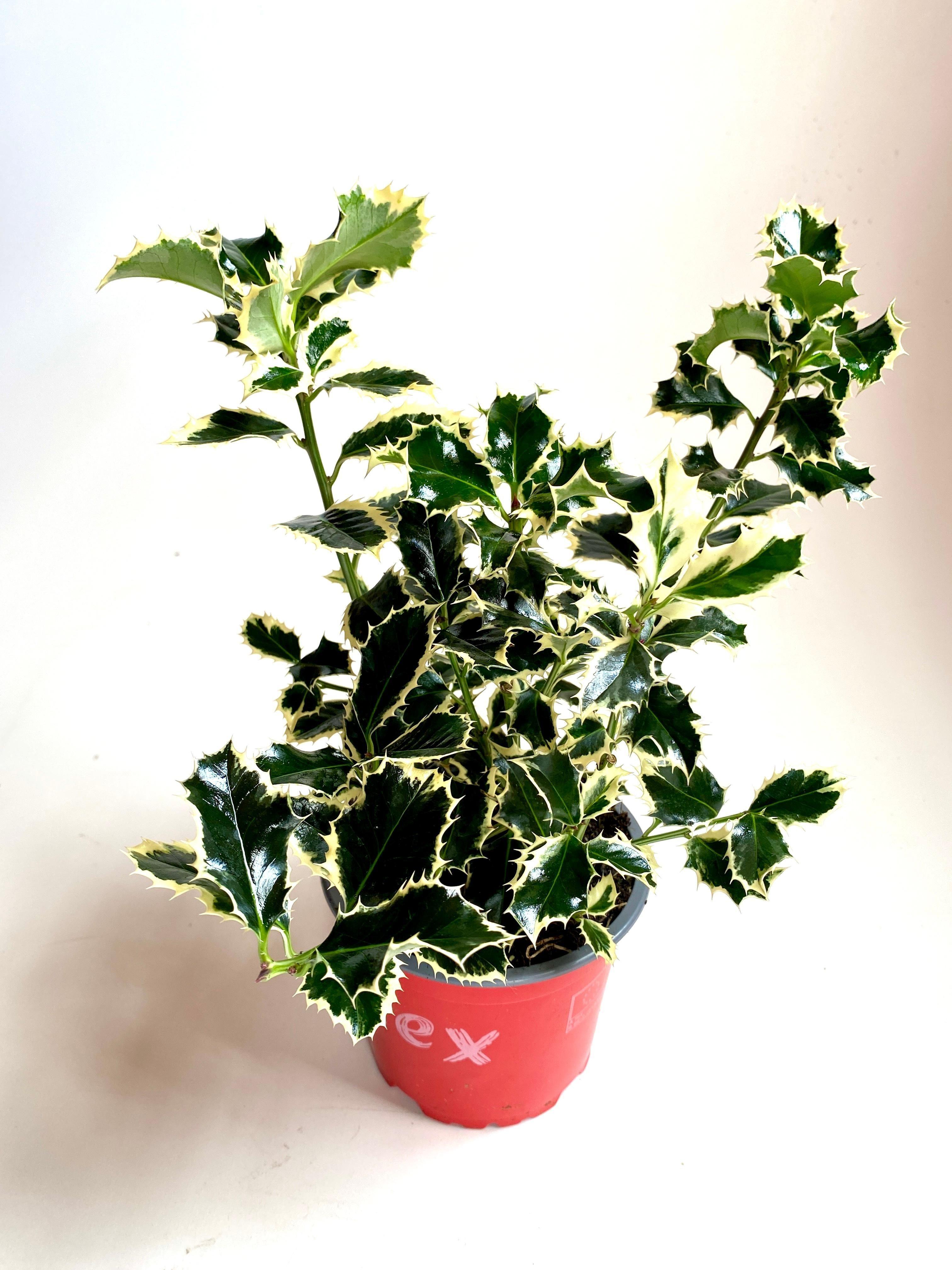 Горшечные цветы и растения оптом Ilex Aqu. Argentea Marginata от 10шт из Голландии с доставкой по России