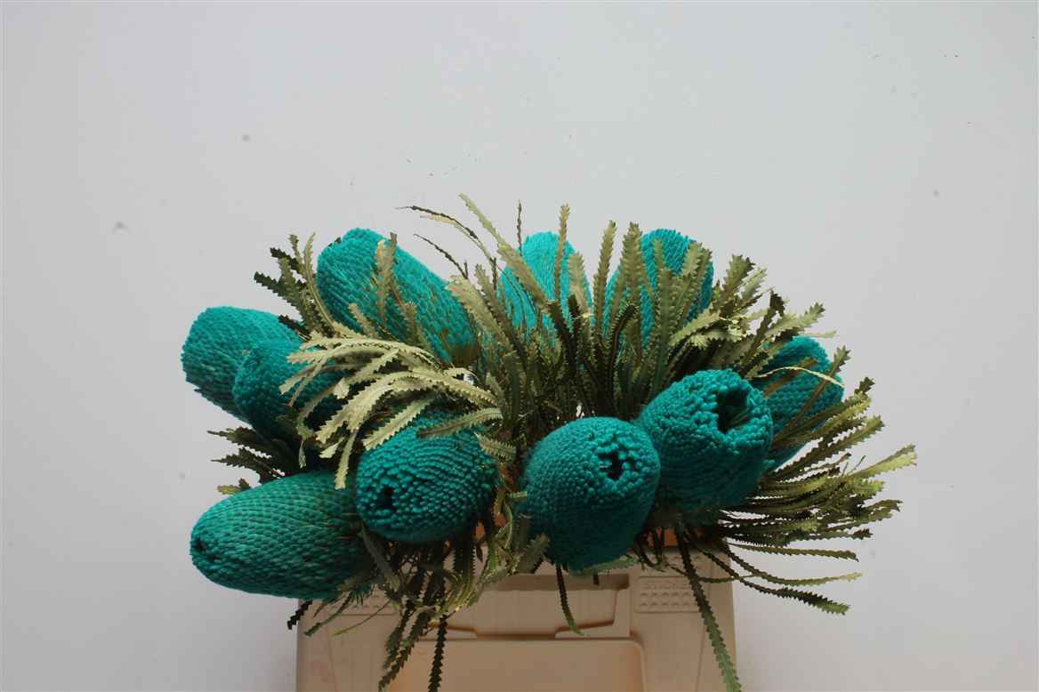 Срезанные цветы оптом Banksia paint hookeriana turquoise от 10шт из Голландии с доставкой по России