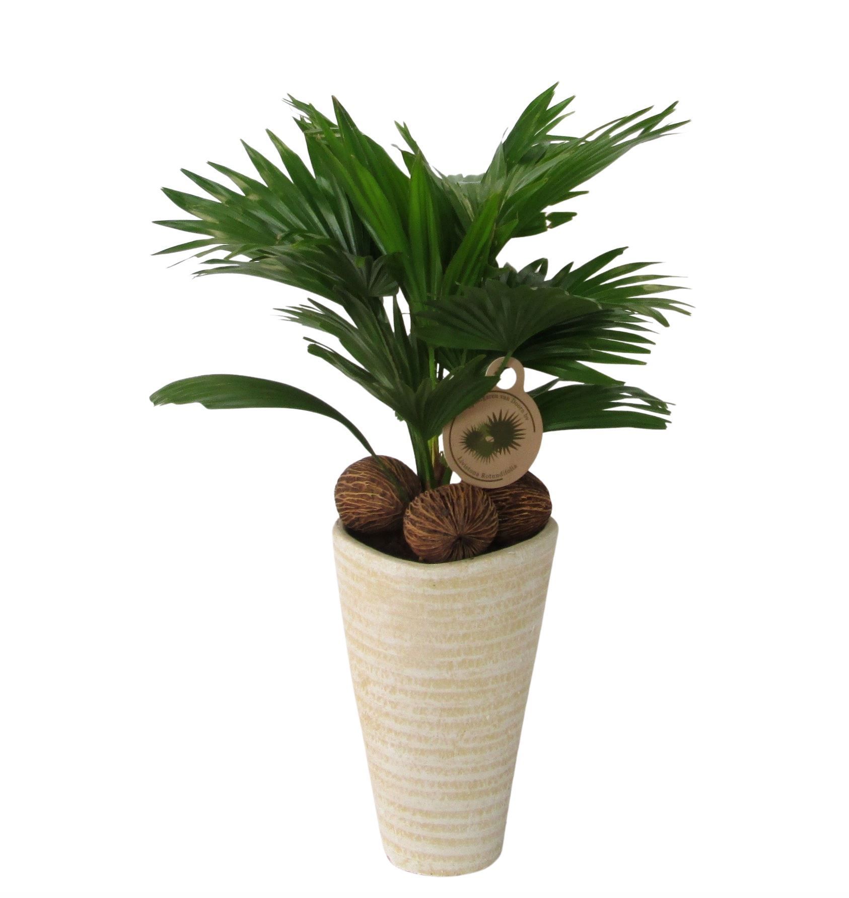 Горшечные цветы и растения оптом Livistona Rotundifolia от 3шт из Голландии с доставкой по России