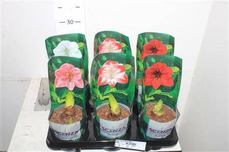 Горшечные цветы и растения оптом Hipp Mix 2 Branches от 6шт из Голландии с доставкой по России