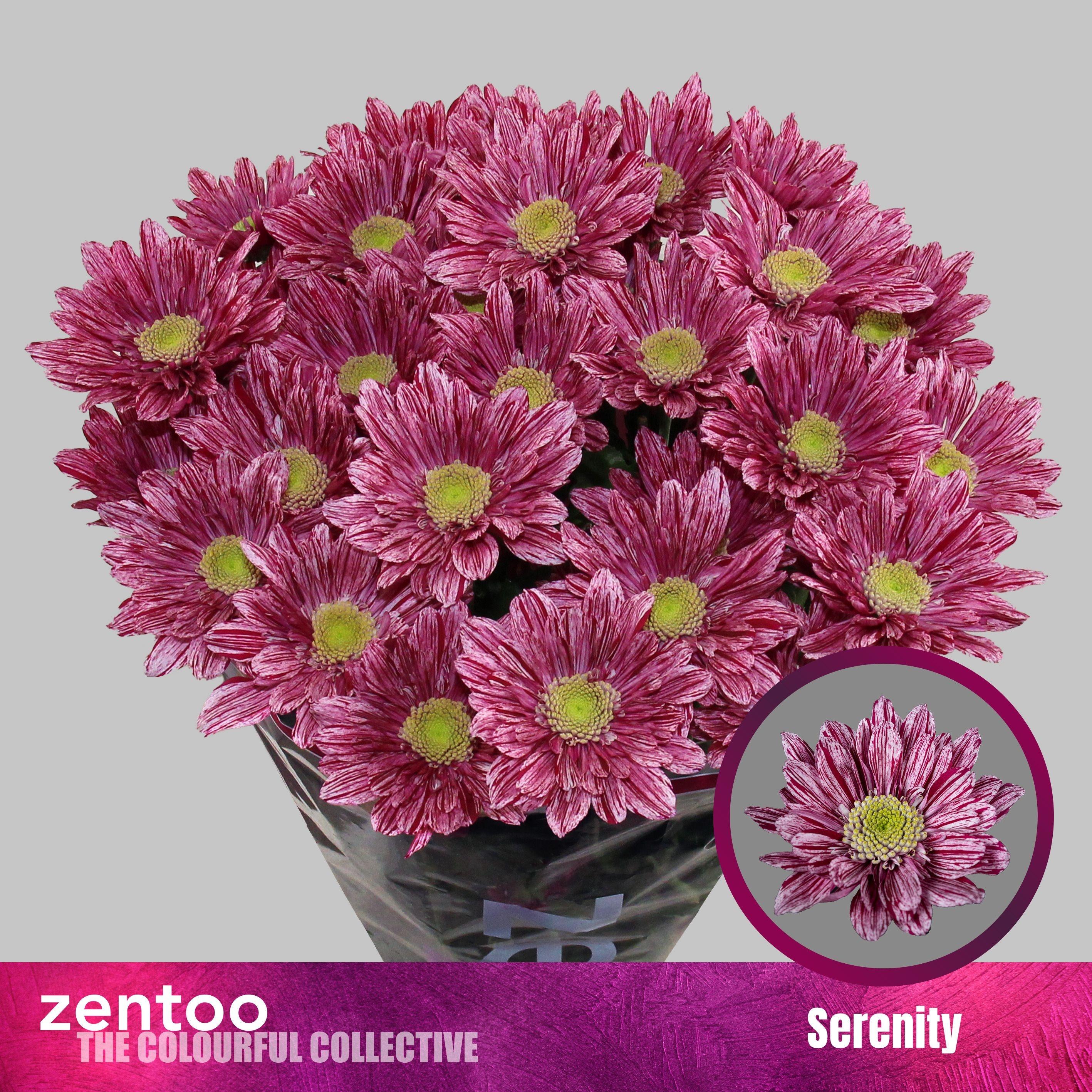 Срезанные цветы оптом Chrys sp serenity от 80шт из Голландии с доставкой по России