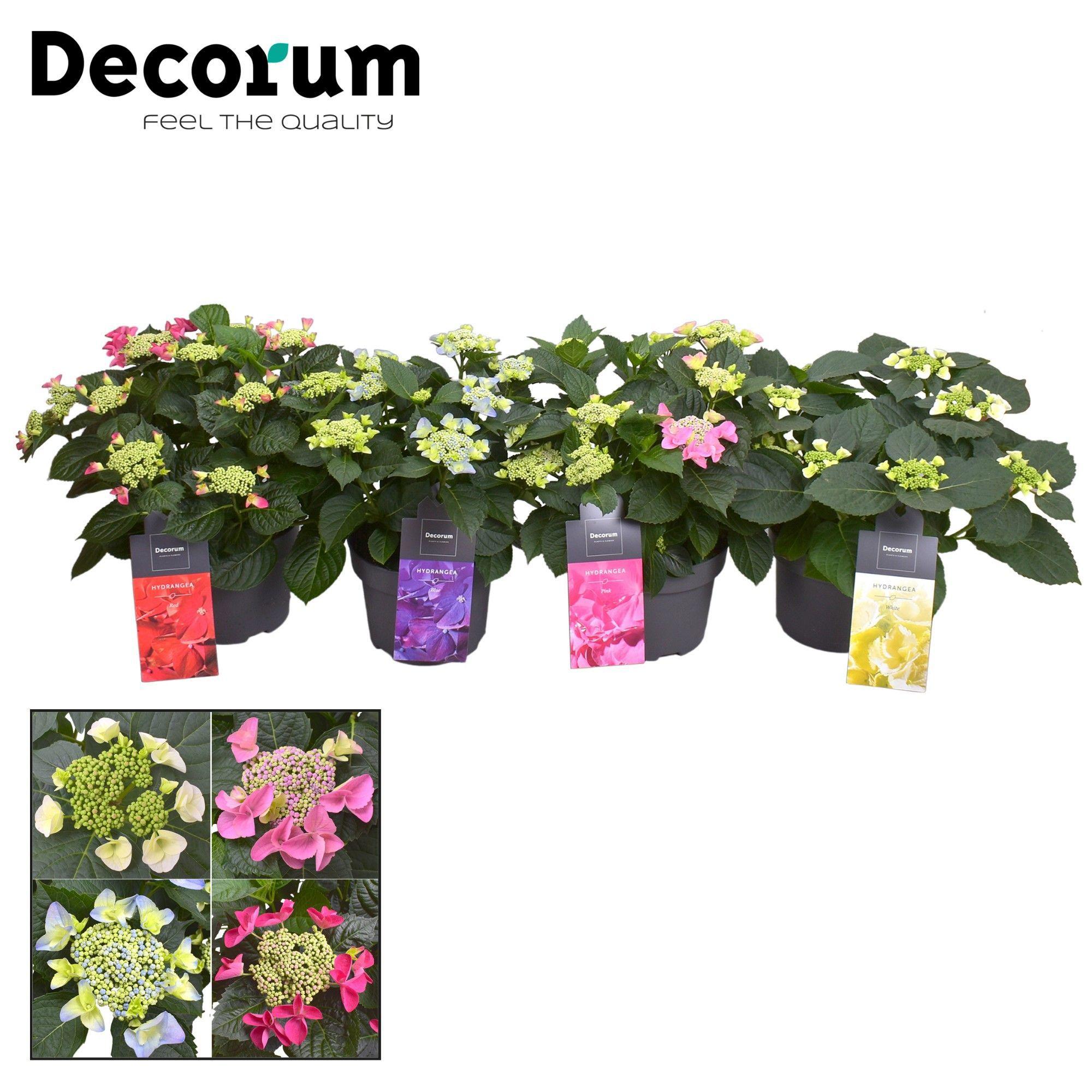 Горшечные цветы и растения оптом Hydrangea Teller Mix (decorum) от 1шт из Голландии с доставкой по России