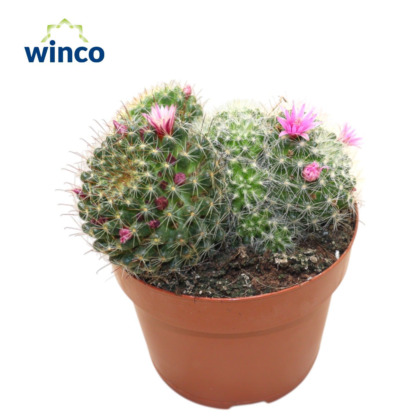 Горшечные цветы и растения оптом Mammillaria Bocasana от 6шт из Голландии с доставкой по России