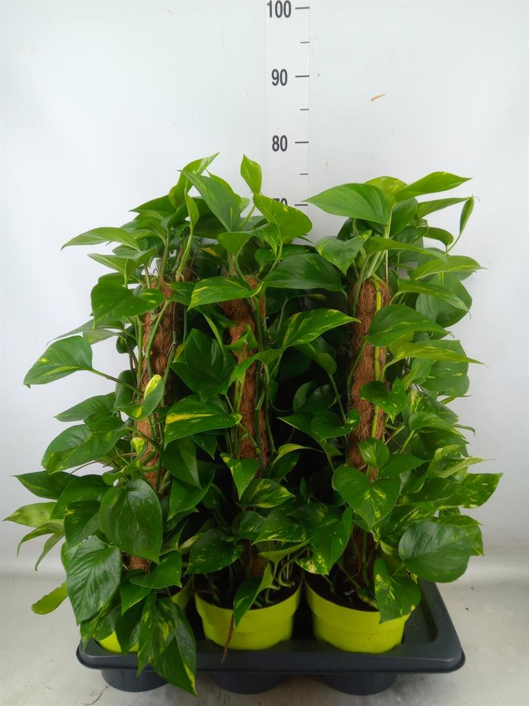 Горшечные цветы и растения оптом Epipremnum Pinn.   ...moss Stick от 6шт из Голландии с доставкой по России