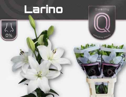 Срезанные цветы оптом Lilium la larino от 60шт из Голландии с доставкой по России
