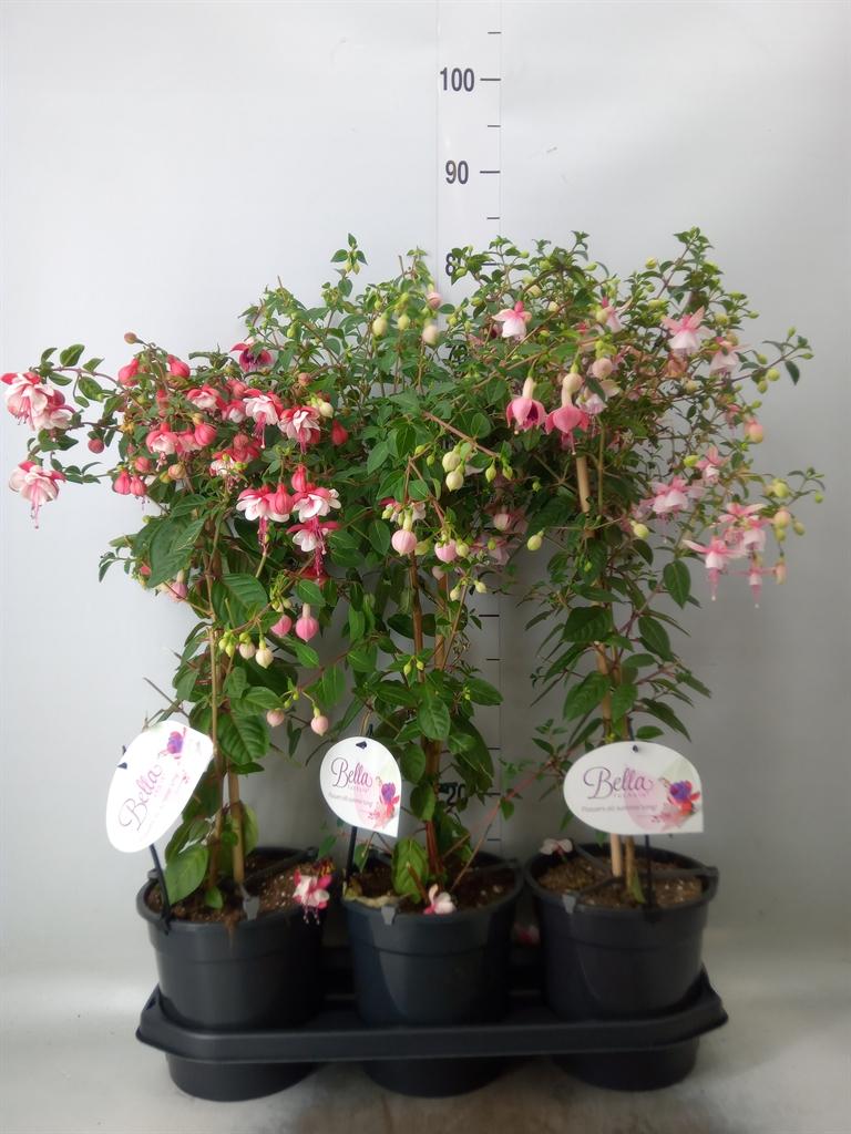 Горшечные цветы и растения оптом Fuchsia   ... от 3шт из Голландии с доставкой по России