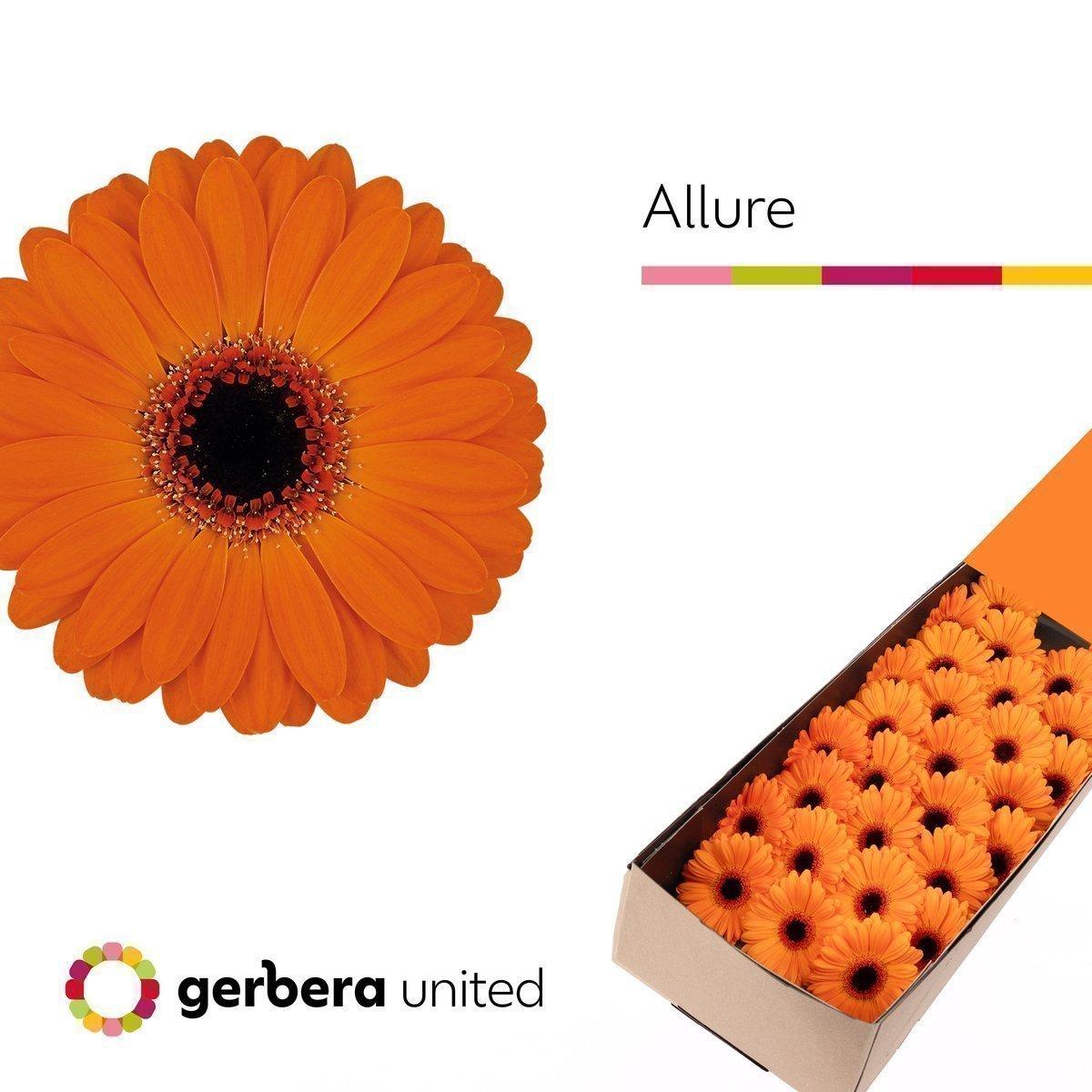 Срезанные цветы оптом Germini allure от 60шт из Голландии с доставкой по России