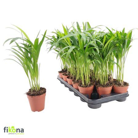 Горшечные цветы и растения оптом Dypsis Lutescens от 18шт (для телеги) из Голландии с доставкой по России