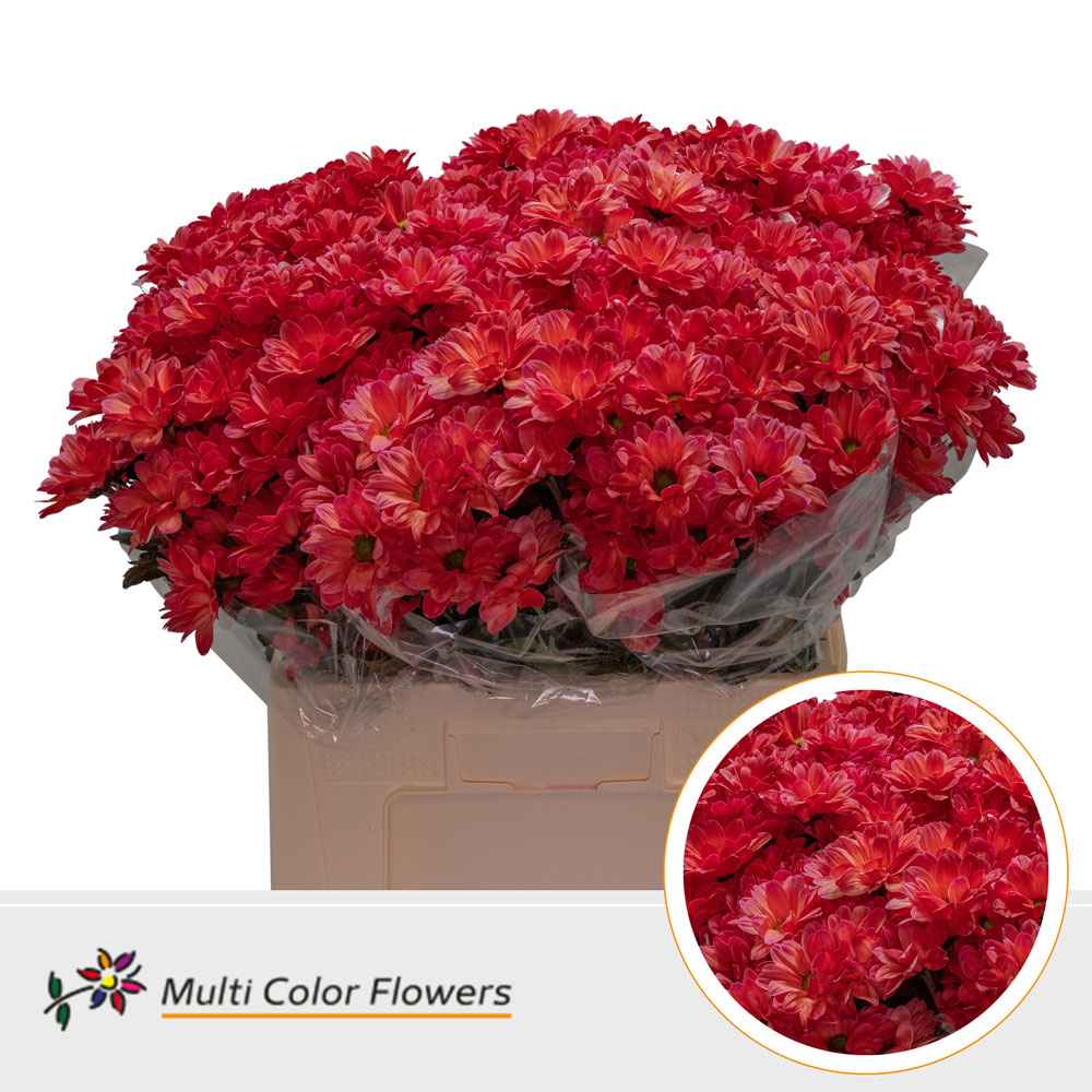 Срезанные цветы оптом Chrys sp paint kennedy red от 40шт из Голландии с доставкой по России