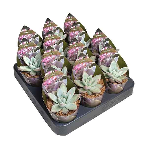 Горшечные цветы и растения оптом Echeveria Colorata Tapalpa Potcover от 12шт из Голландии с доставкой по России