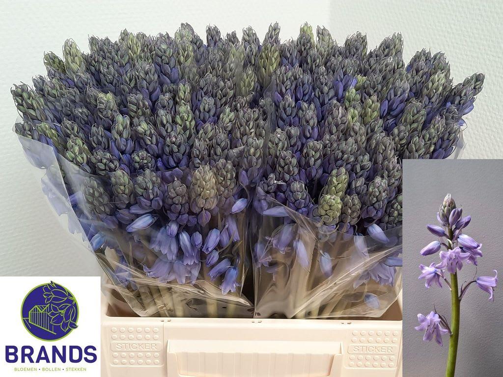 Срезанные цветы оптом Scilla blue от 200шт. из Голландии с доставкой по России