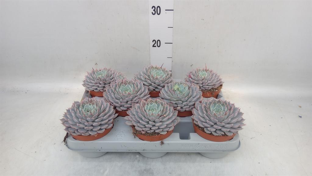 Горшечные цветы и растения оптом Echeveria Cuspidata от 8шт из Голландии с доставкой по России