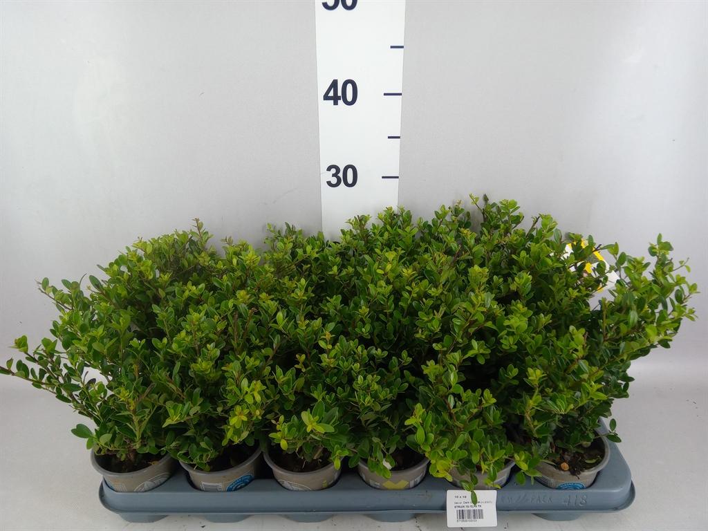 Горшечные цветы и растения оптом Ilex Crenata dark Green от 18шт (для телеги) из Голландии с доставкой по России