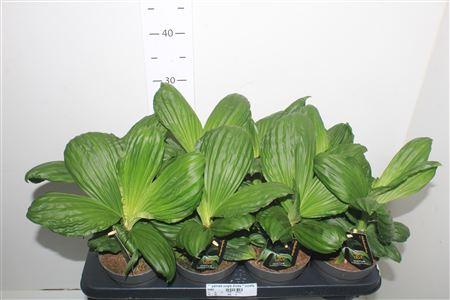 Горшечные цветы и растения оптом Palmata Jungle Drums * Novelty * Spring Deal * от 8шт из Голландии с доставкой по России