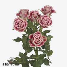 Срезанные цветы оптом Rosa sp flinders lane от 24шт из Голландии с доставкой по России
