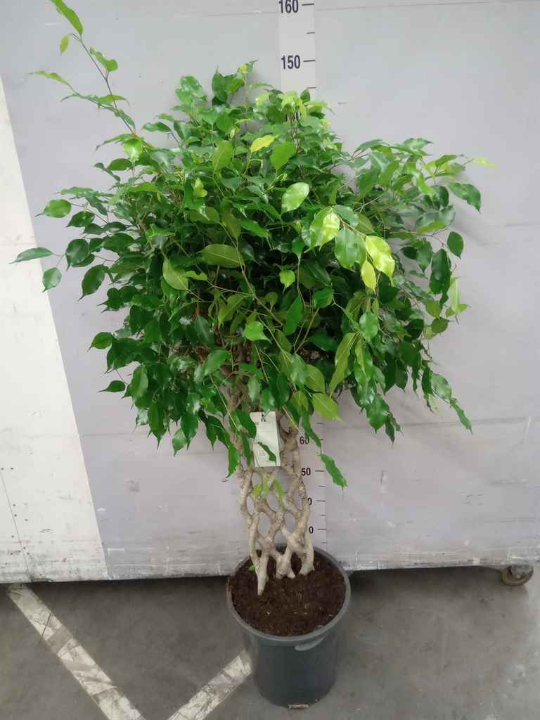 Горшечные цветы и растения оптом Ficus Benja.   ...special Shapes от 1шт из Голландии с доставкой по России