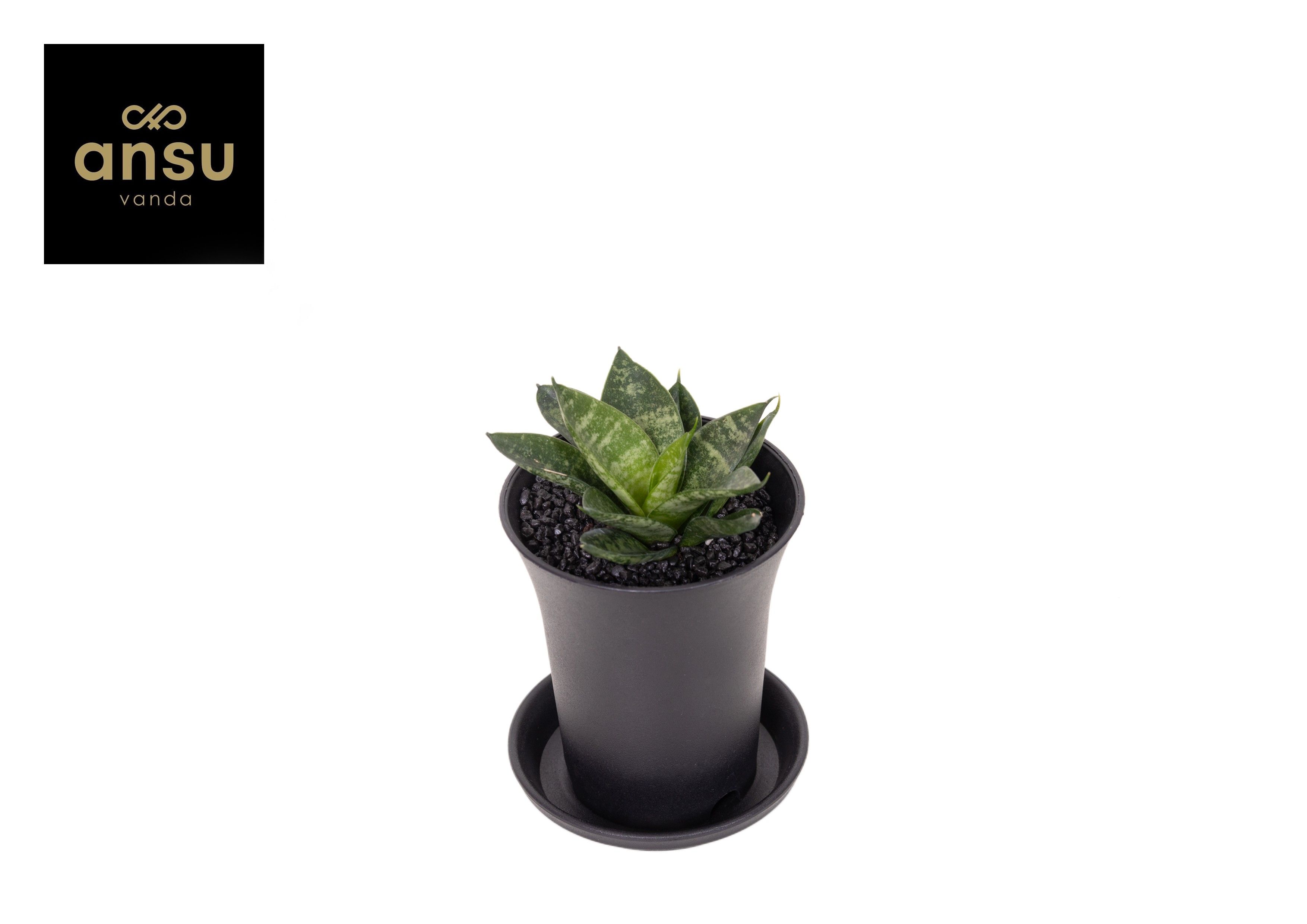 Горшечные цветы и растения оптом Sansevieria Comet Ming Green Marble In Sierpot от 9шт (для телеги) из Голландии с доставкой по России