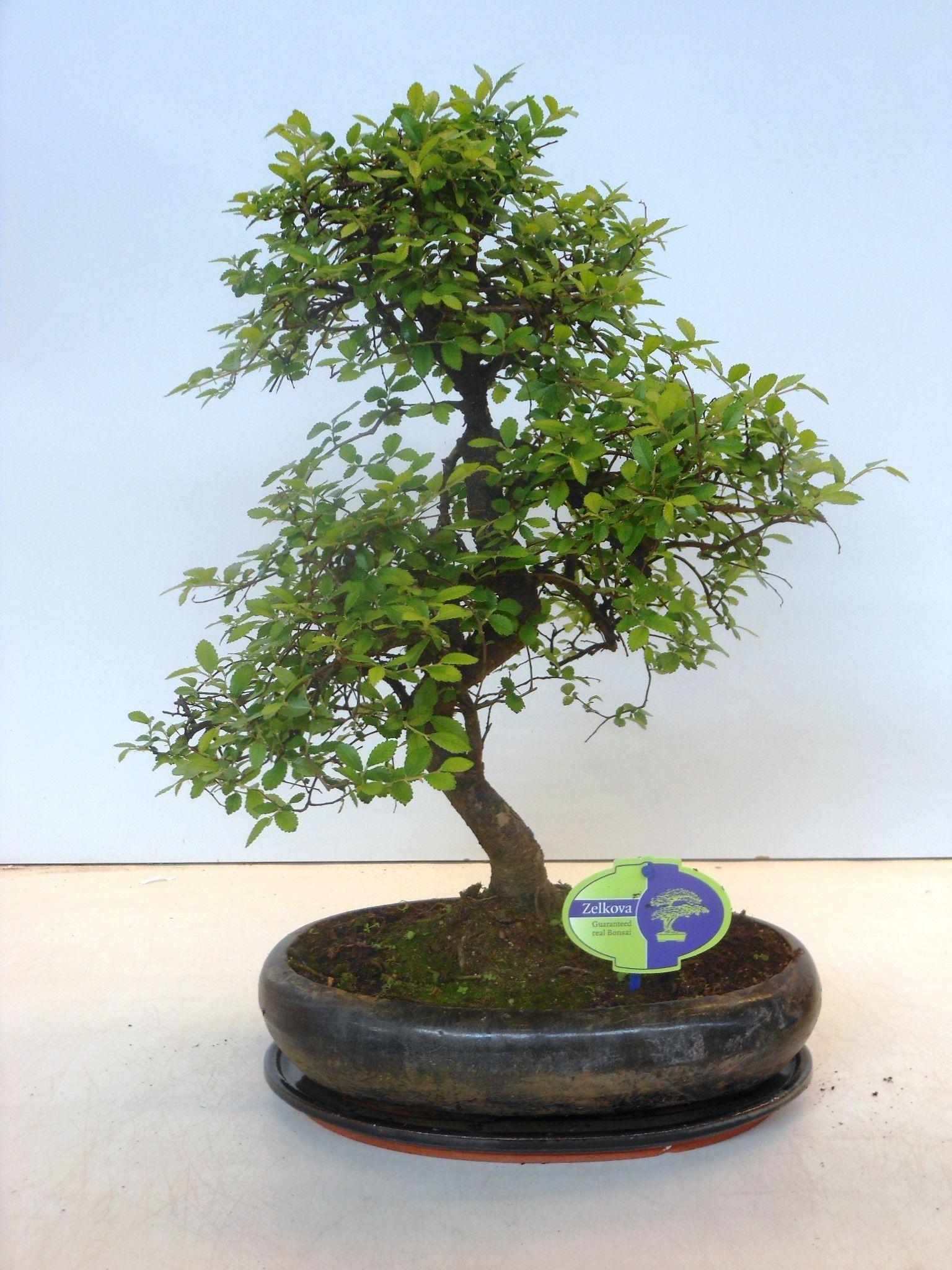 Горшечные цветы и растения оптом Bonsai Zelkova Parvifolia,  With Drip от 2шт из Голландии с доставкой по России
