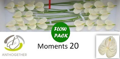 Срезанные цветы оптом Anthurium moments от 20шт из Голландии с доставкой по России