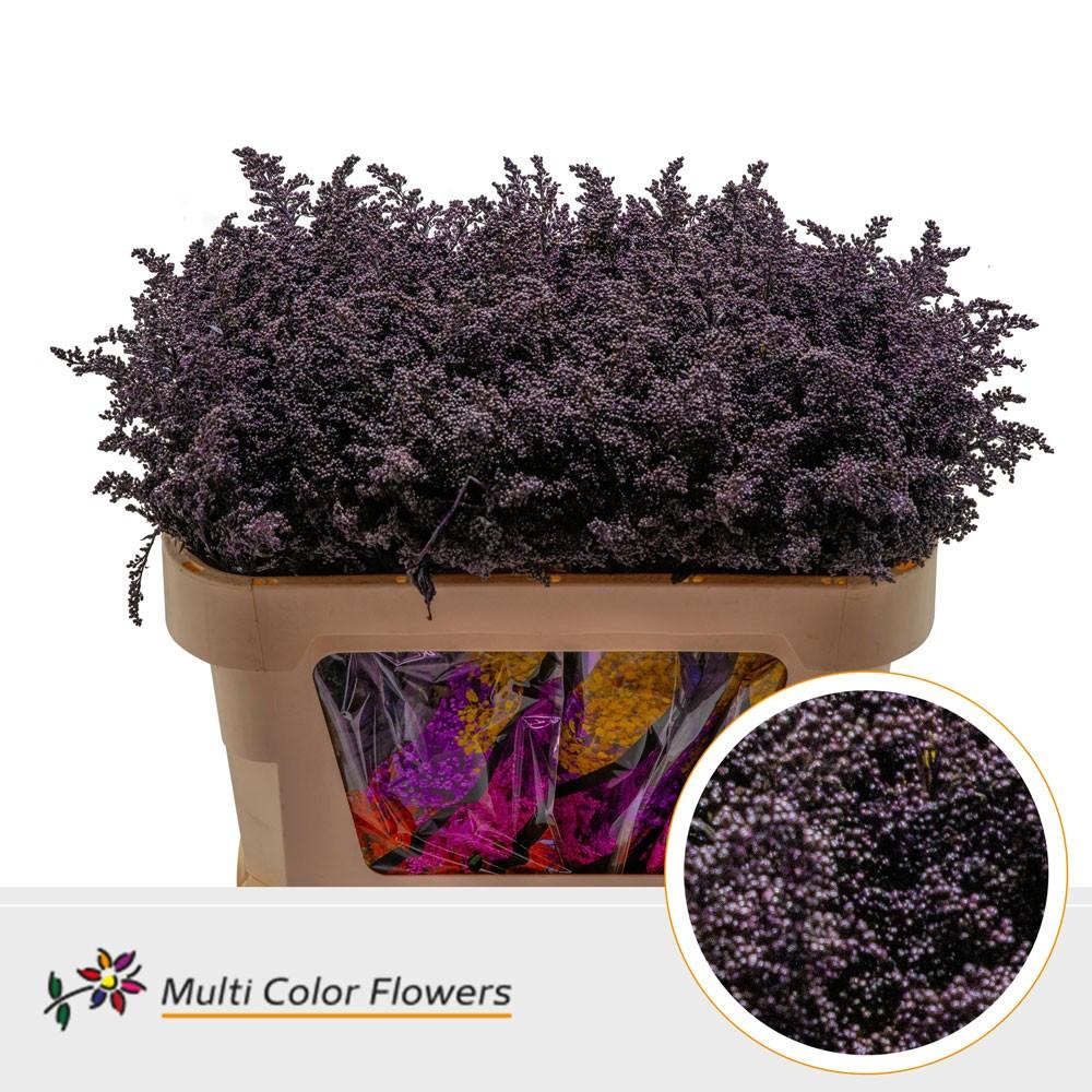 Срезанные цветы оптом Solidago paint aubergine от 100шт из Голландии с доставкой по России