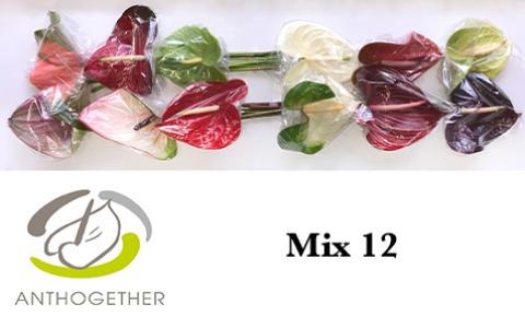 Срезанные цветы оптом Anthurium mix in box от 12шт. из Голландии с доставкой по России