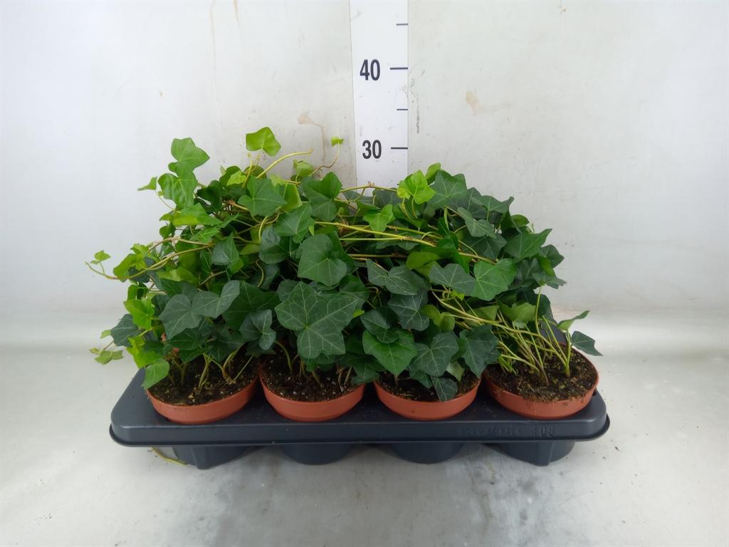Горшечные цветы и растения оптом Hedera Hibernica от 8шт из Голландии с доставкой по России