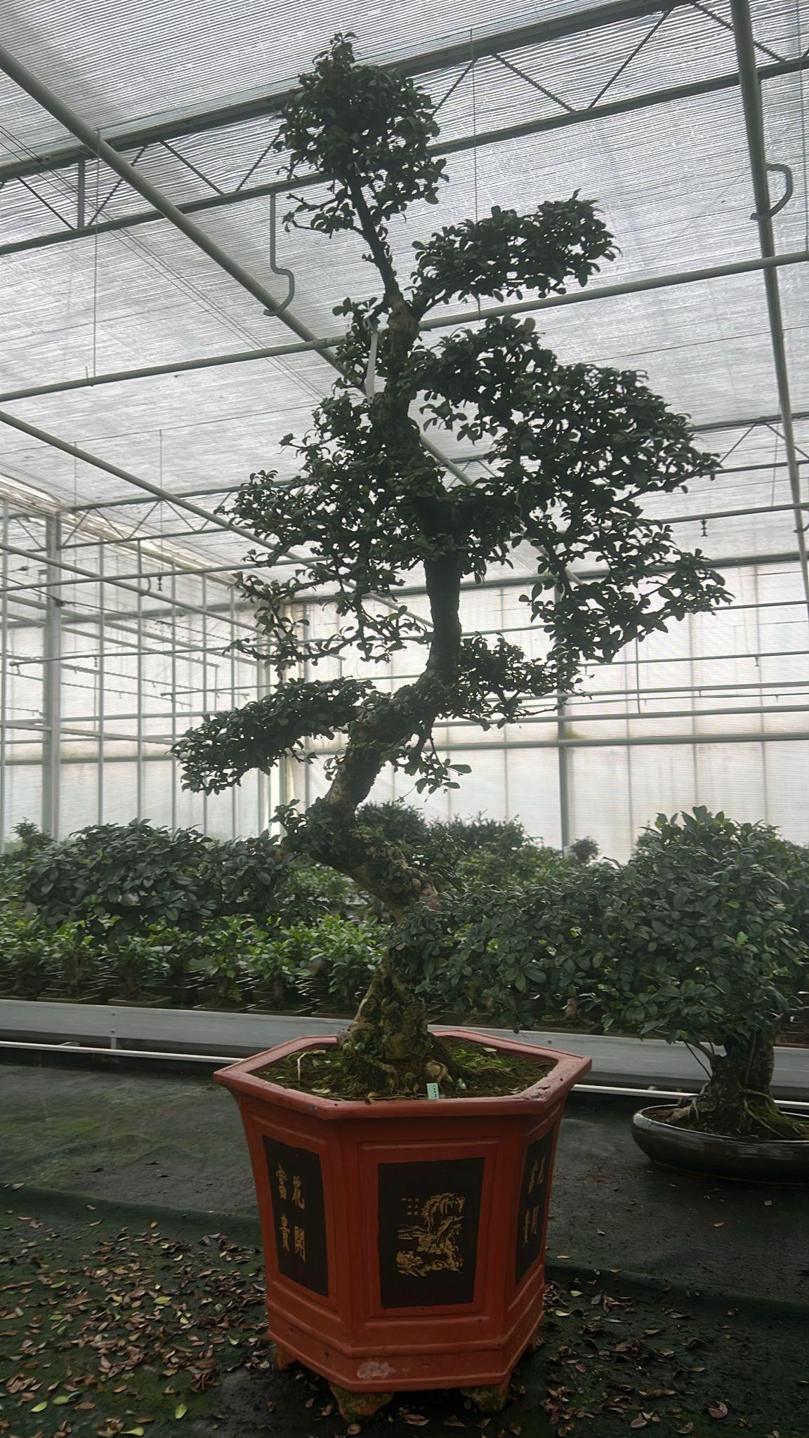 Горшечные цветы и растения оптом Carmona Macrophylla от 1шт из Голландии с доставкой по России