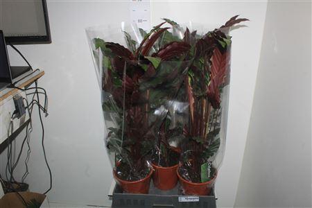 Горшечные цветы и растения оптом Calat Ruf Wavestar от 5шт из Голландии с доставкой по России