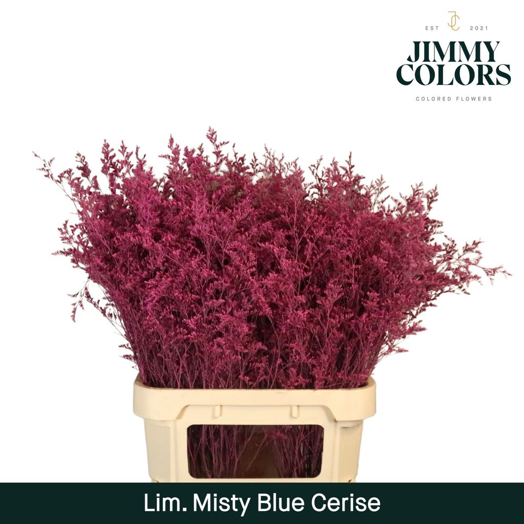 Срезанные цветы оптом Limonium misty blue paint cerise от 50шт из Голландии с доставкой по России
