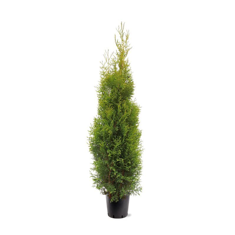 Горшечные цветы и растения оптом Thuja Occ King Of Brabant от 1шт из Голландии с доставкой по России