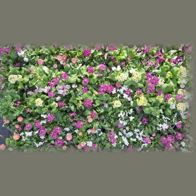 Горшечные цветы и растения оптом Perkpl Toef 3 Kl от 8шт из Голландии с доставкой по России Горшечные цветы и растения оптом Perkpl Toef 3 Kl от 8шт из Голландии с доставкой по России