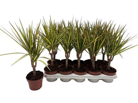 Горшечные цветы и растения оптом Dra Marg Sunray от 10шт из Голландии с доставкой по России