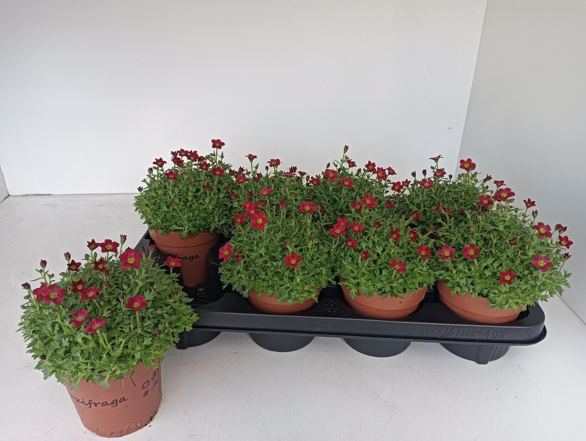 Горшечные цветы и растения оптом Saxif Ar Tour Dp Red от 8шт из Голландии с доставкой по России