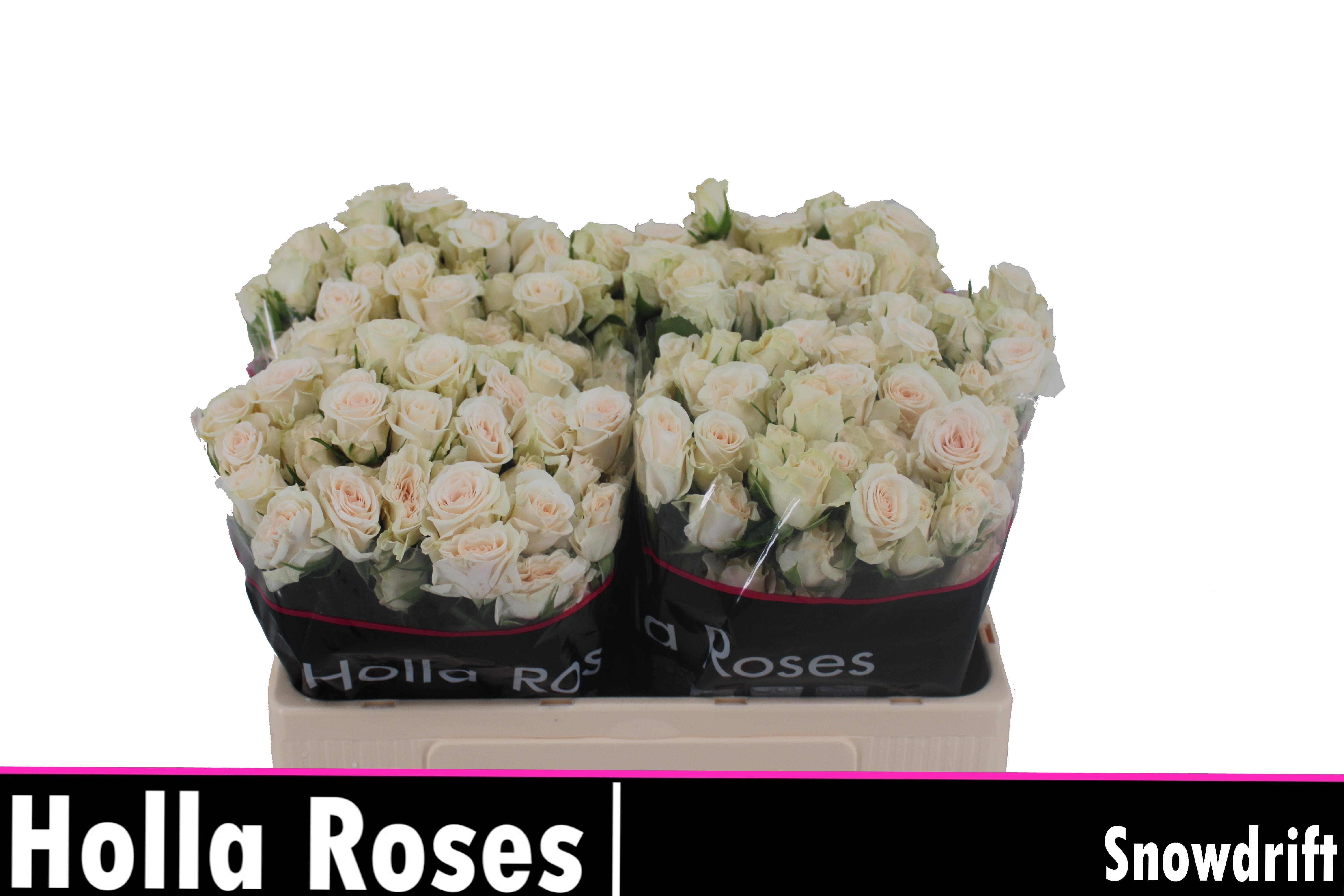 Срезанные цветы оптом Rosa spray snowdrift от 40шт из Голландии с доставкой по России