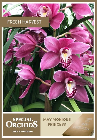 Срезанные цветы оптом Cymbidium pink may monique princess от 9шт из Голландии с доставкой по России