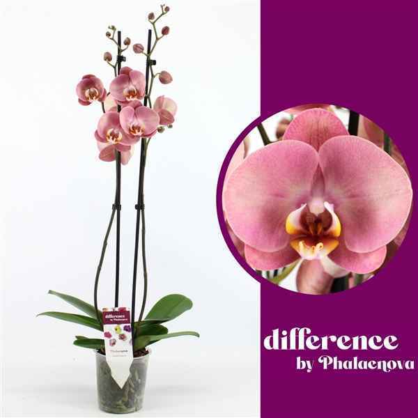 Горшечные цветы и растения оптом Phal 2st Astrid 18+ (phalaenova) от 10шт из Голландии с доставкой по России