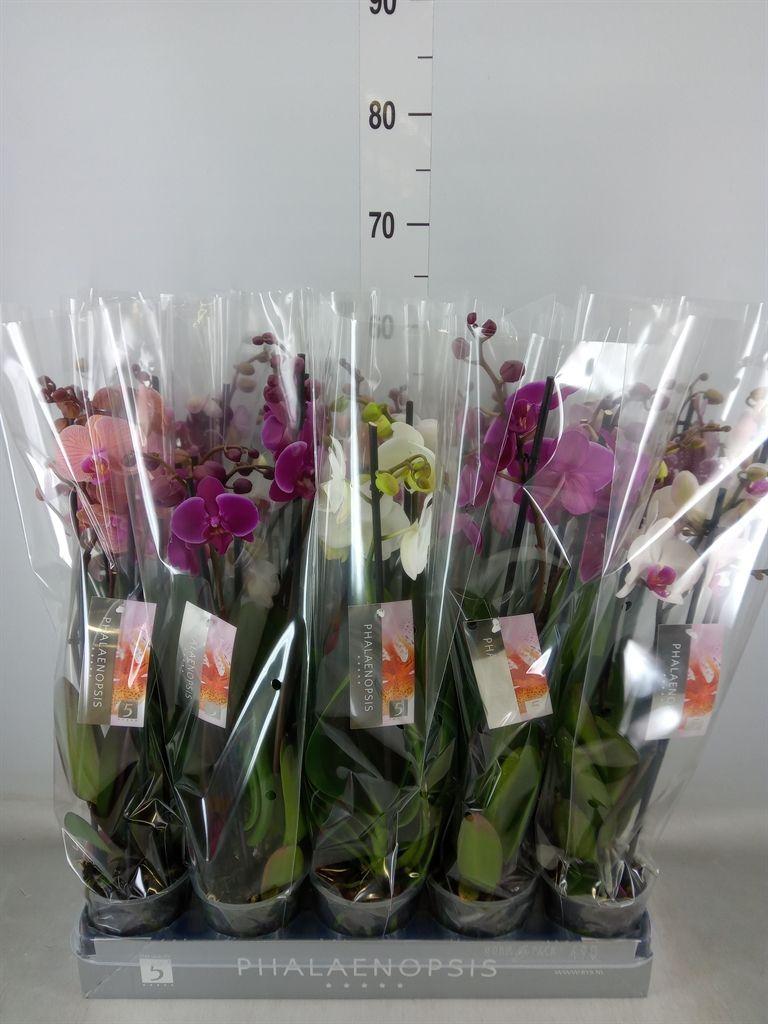 Горшечные цветы и растения оптом Phalaenopsis   ...mix  6 от 10шт из Голландии с доставкой по России