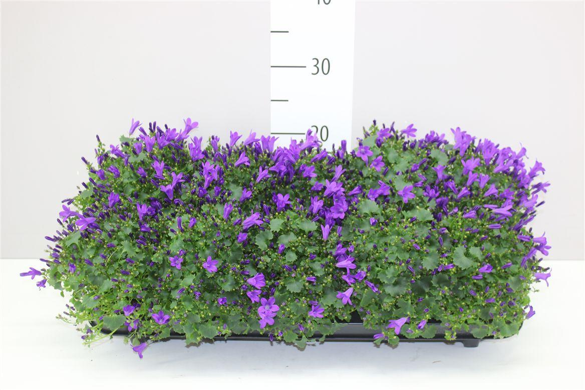 Горшечные цветы и растения оптом Campanula Port Get Mee Blue от 10шт (для телеги) из Голландии с доставкой по России