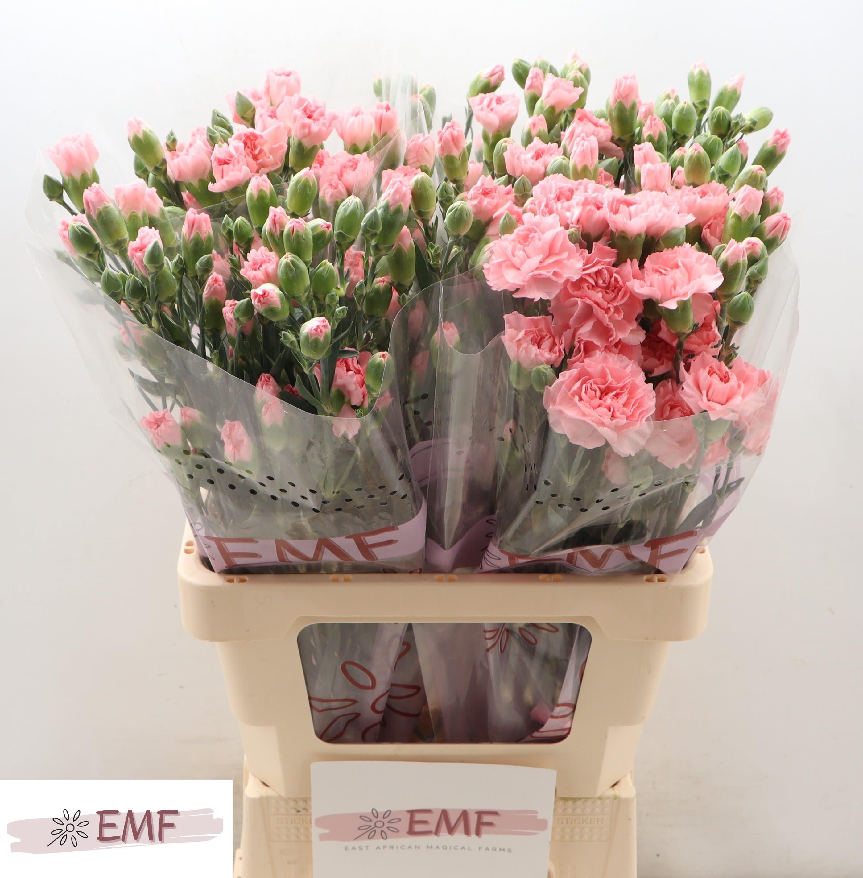 Срезанные цветы оптом Dianthus sp doobadoo от 60шт из Голландии с доставкой по России