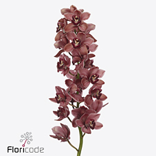 Срезанные цветы оптом Cymbidium red unique merlot от 10шт из Голландии с доставкой по России