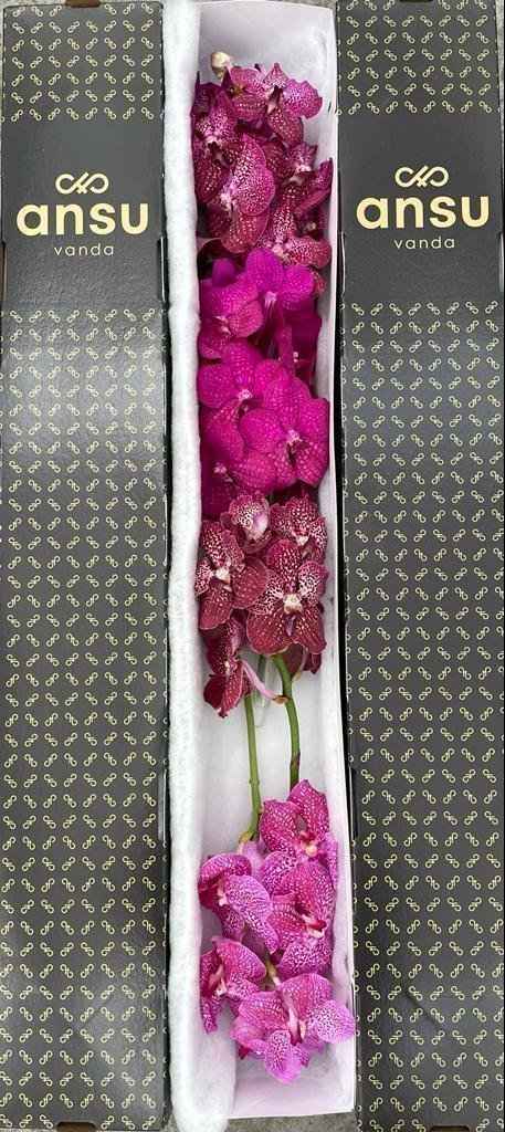 Срезанные цветы оптом Vanda mix pink per stem от 8шт. из Голландии с доставкой по России