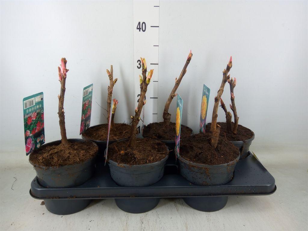 Горшечные цветы и растения оптом Paeonia Suffruticosa   ...mix от 6шт из Голландии с доставкой по России