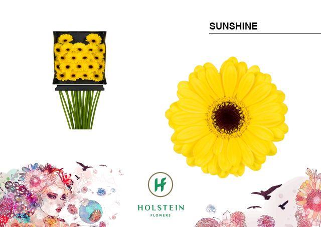 Срезанные цветы оптом Germini diamond sunshine от 20шт из Голландии с доставкой по России