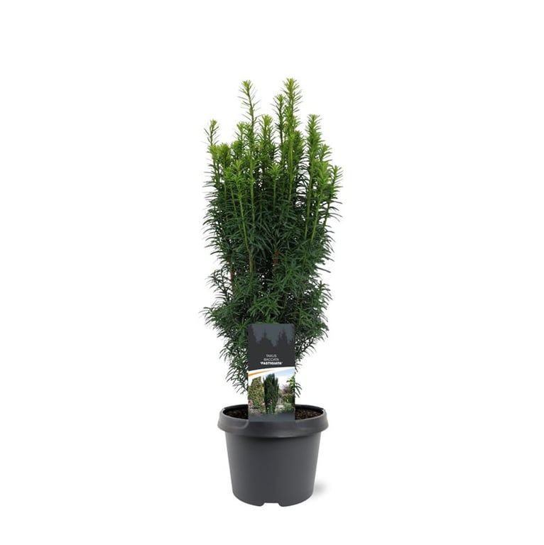 Горшечные цветы и растения оптом Taxus Bacc Fastigiata от 1шт из Голландии с доставкой по России