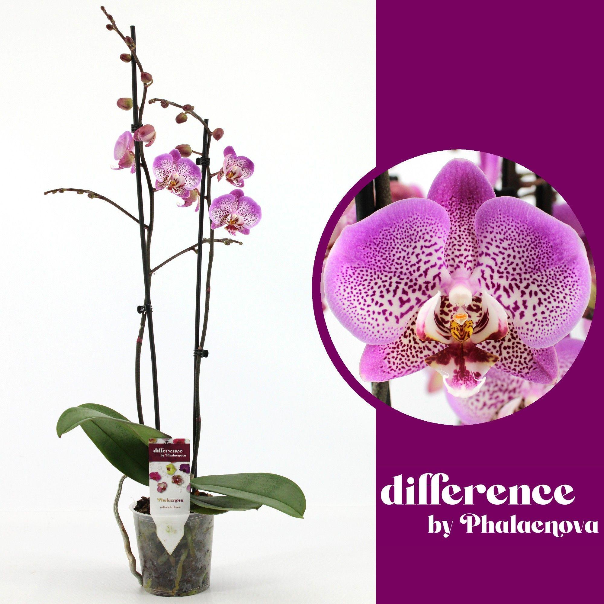 Горшечные цветы и растения оптом Phal 2st Jillion 18+ (phalaenova) от 10шт из Голландии с доставкой по России