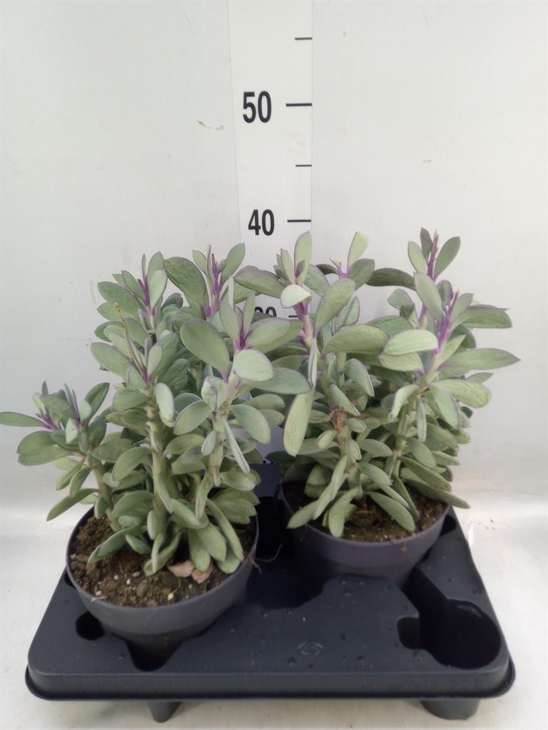 Горшечные цветы и растения оптом Senecio   ... от 2шт из Голландии с доставкой по России