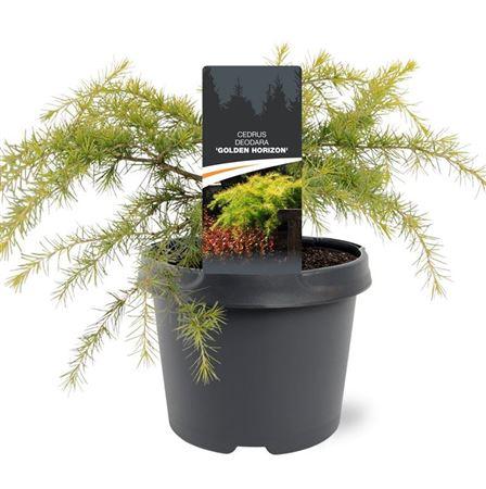 Горшечные цветы и растения оптом Cedrus Deo Golden Horizon от 1шт из Голландии с доставкой по России