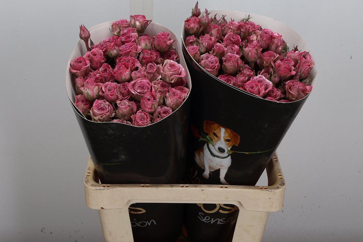 Срезанные цветы оптом Rosa spray wax classic pink от 20шт из Голландии с доставкой по России